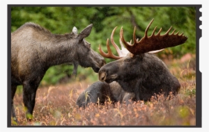 Although Generally Slow-moving And Sedentary, Moose - Moose In Alaska