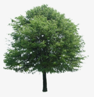 Catford Street Trees - Tree Entourage