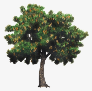 Arbol De Tamarindo Dibujo