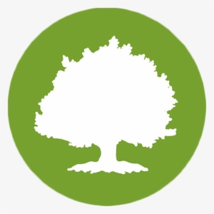 Large Tree - Oak Street Health Logo