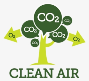 Studies Show That Trees Absorb Large Amounts Of Potentially