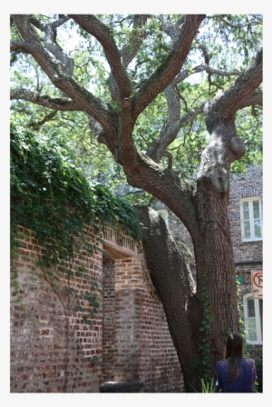 Elliott Street Oak Tree - Oak
