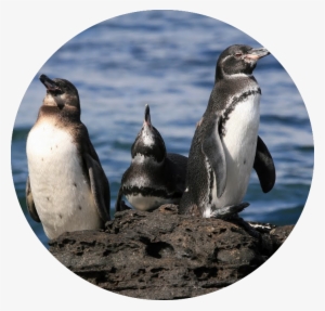 Galápagos Penguins - Galápagos Islands