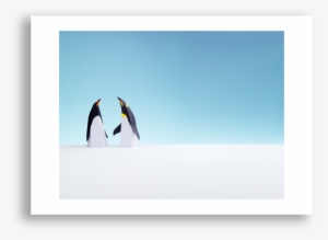 Paper Penguins