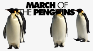 March Of The Penguins Image - March Of The Penguins Png