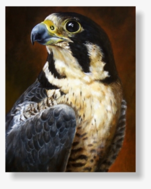 Acrylics On Mdf Panel, Cm - Peregrine Falcon - A Proud Bird Of Prey Card