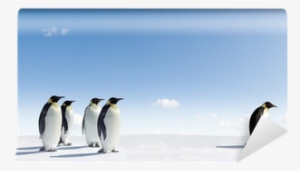 Emperor Penguin Rejected By Other Penguins Wall Mural - Fomo Penguin