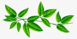 93 Leaf - Green Leaves Transparent Background