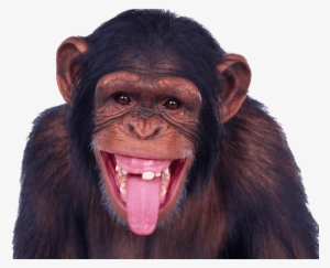 Chimpanzee Sticking Out Tongue - Monkey Hd
