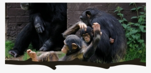 Chimpanzee