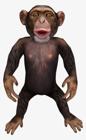 Chimp - Common Chimpanzee