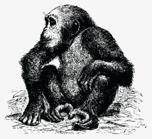 , , - Chimpanzee Picture Black And White