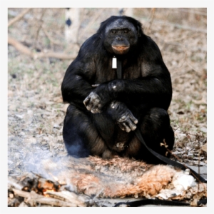 Bonobo Chimp Can Light A Fire - Orang Utan Lg Masak