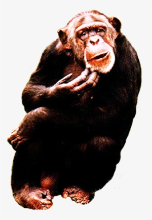 Chimpanzee Clipart - Cute Ape Funny Chimpanzee Journal