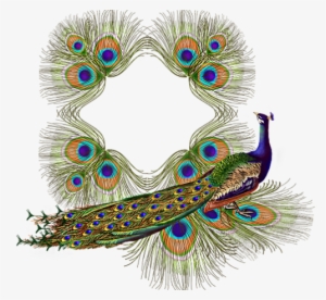 Read It - Tavus Kuşu Resmi Png
