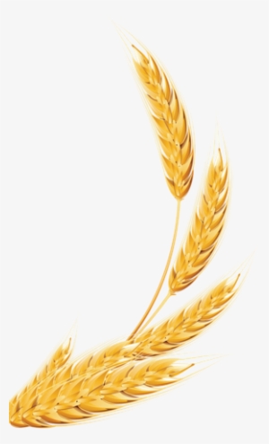 Linhas De Produtos - Wheat Clipart
