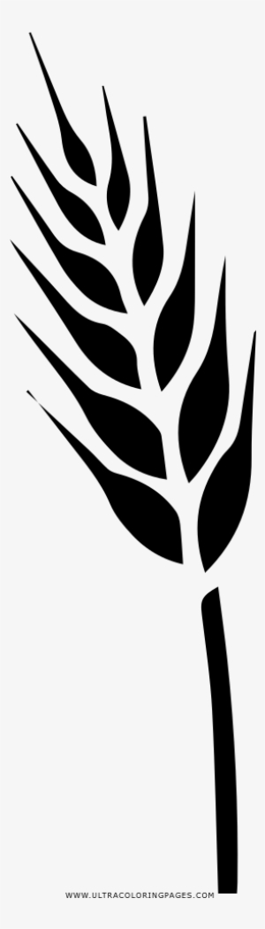 Drawing Triticale Food Grain Coloring Book Cereal - Grains Drawing