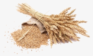 La Otra Opción Pasa Por El Empleo De Cantidades Mucho - Grain Png