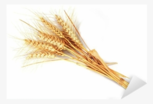 Espigas De Trigo Aisladas Sobre Fondo Blanco Sticker - Does Grain Come