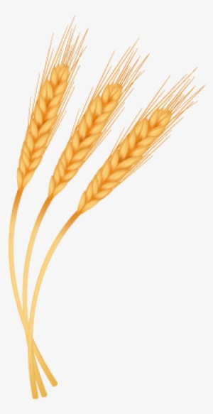 Trigo - Espigas De Trigo Png