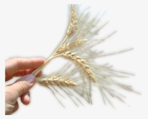 Con - Mano Con Trigo Png