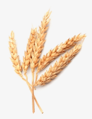 Em 2012 Acontece Um Dos Marcos Mais Importantes E Históricos - Einkorn Wheat