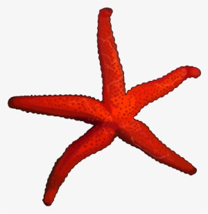 Estrella De Mar - Equinodermos Png
