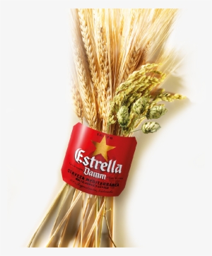Since Then, Estrella Damm Has Been Brewed Using The - Imagenes De Estrella Damm
