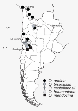 Distribution Of Oxychloë In South America - Line Art