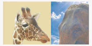 Canelo-100x100 - Giraffe