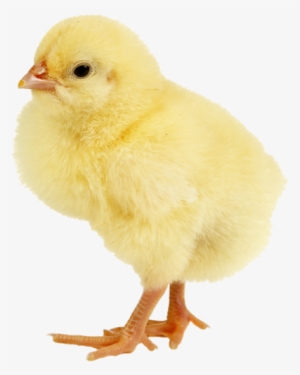 Baby Ducks, Animals Images, Animals For Kids, Entourage, - Poules Png