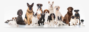 Bowzers B Pet Grooming - Group Of Dog Breeds