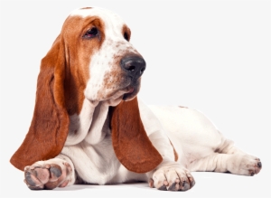 Basset Hound Free Download Png - Basset Hound Dog T Shirt I Love Like Basset Hound