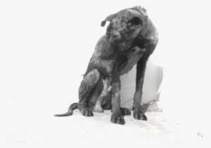 Abandoned Dog Png - Dog