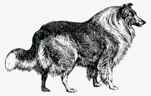 , , - Collie Dog Clip Art Black And White