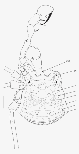 Female Lectotype , From Espiritu Santo, Vanuatu - Line Art