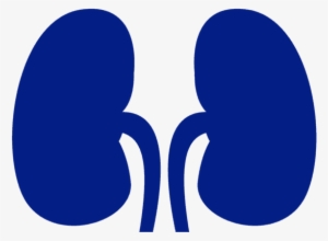 Kidney Transplant - Kidney Image Blue