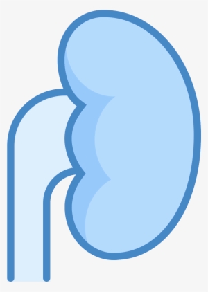 The Icon "kidney" Resembles In General Left Human Kidney - Kidney