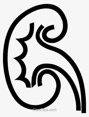 Human Kidney Royalty Free Vector Clip Art Illustration - Kidney Clip Art