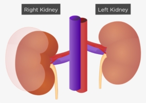 Kidney