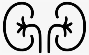 Kidney Organ Excretory System Anatomy Urine Comments - Png Organs Icons