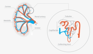 Capillaries Bring Blood To The Kidney Tubules To Be - Kidney