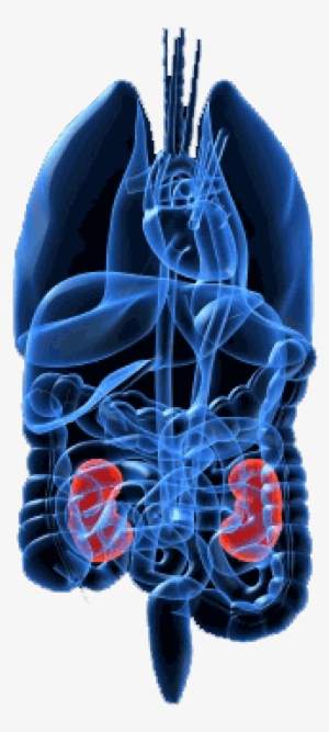 Kidney - Sabiston And Spencer Surgery Of The Chest