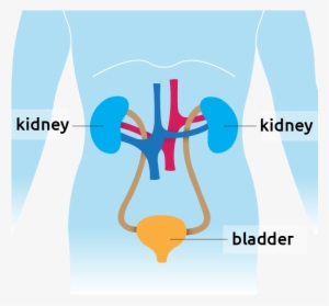 Kidney Situated In The Torso - Graphic Design