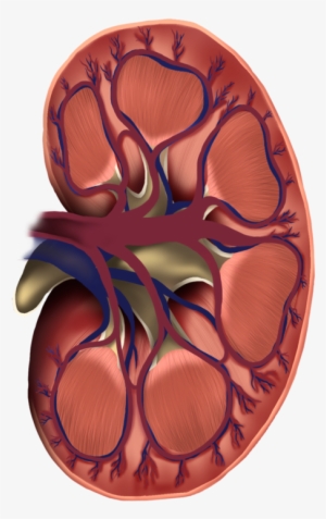 Kidney Cross Section - Kidney