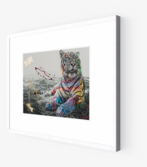 Photo Le Tigre - Photography