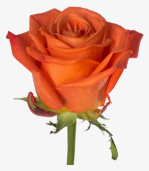 Orange Crush - Crush