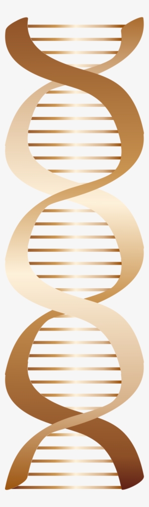 Big Image - Dna Png Brown
