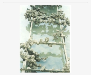 Sediment Accumulation Beneath Oyster Racks - Sediment