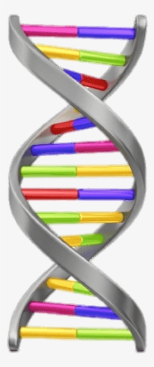 Dna String Vertical Png - Genealogical Dna Test